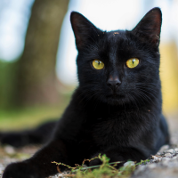 Brujería y mala suerte: ¿por qué tememos a los gatos negros?