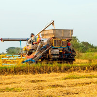El PP insta al Gobierno a tomar medidas urgentes con el cultivo del arroz en Extremadura