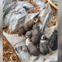 Investigado por maltrato y abandono tras localizar ocho cachorros de perro en un arroyo extremeño Investigado por maltrato y abandono tras localizar ocho cachorros de perro en un arroyo extremeño