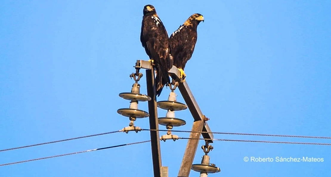 “La expansión de las energías renovables amenaza el hábitat del águila imperial ibérica” “La expansión de las energías renovables amenaza el hábitat del águila imperial ibérica”