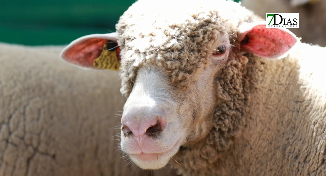 Zafra en el punto de mira nacional gracias a su Feria Internacional Ganadera