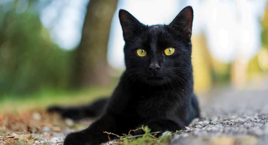 Brujería y mala suerte: ¿por qué tememos a los gatos negros? Brujería y mala suerte: ¿por qué tememos a los gatos negros?