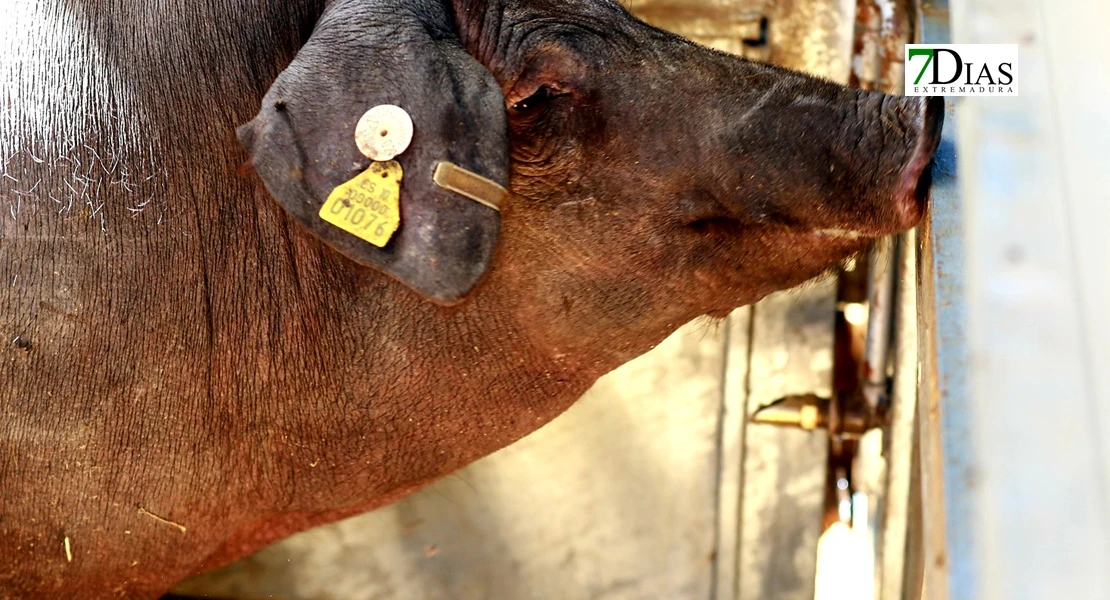 Zafra en el punto de mira nacional gracias a su Feria Internacional Ganadera
