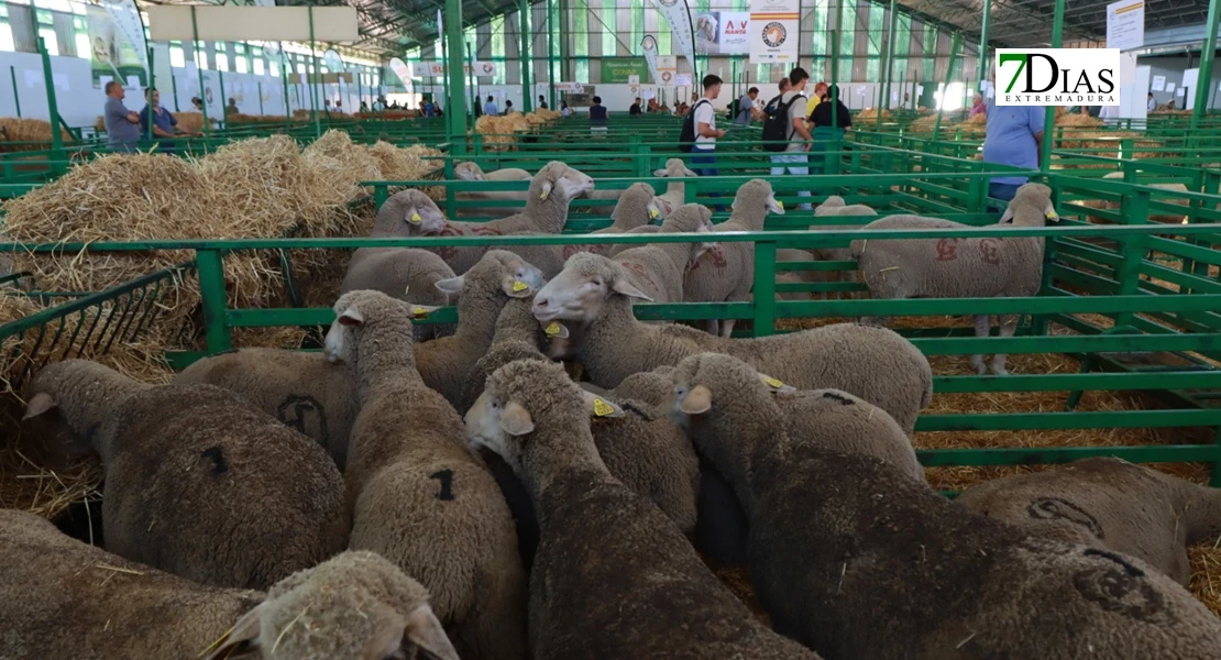 Zafra en el punto de mira nacional gracias a su Feria Internacional Ganadera