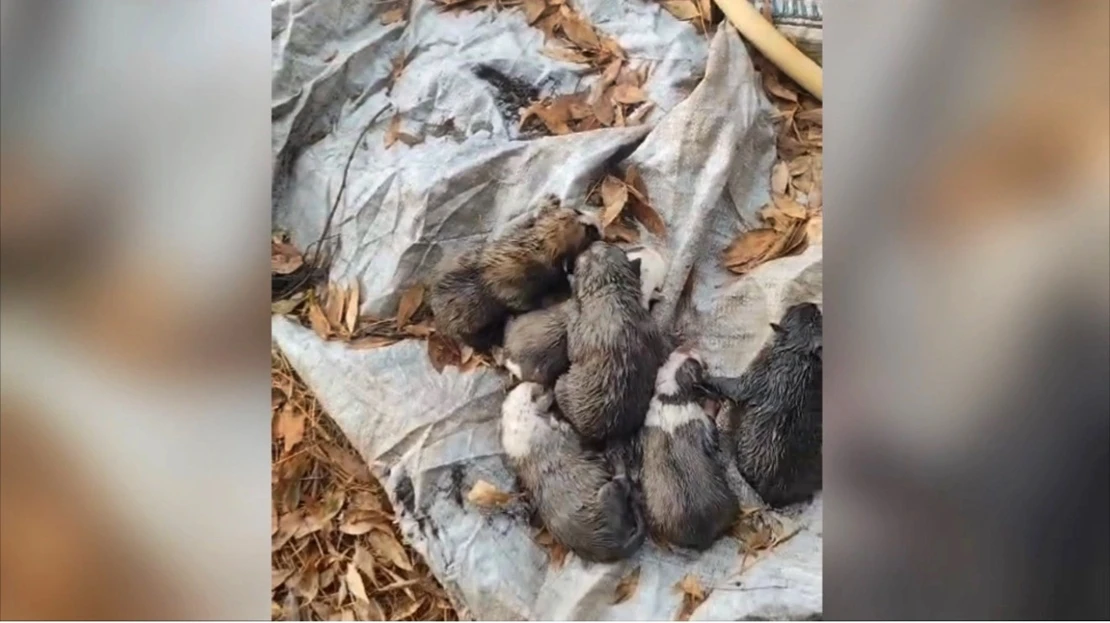 Investigado por maltrato y abandono tras localizar ocho cachorros de perro en un arroyo extremeño Investigado por maltrato y abandono tras localizar ocho cachorros de perro en un arroyo extremeño