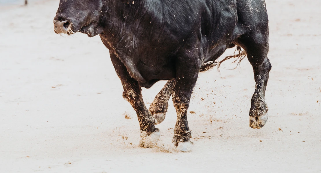 Críticas hacia Almendralejo por "normalizar la violencia" contra los animales entre menores