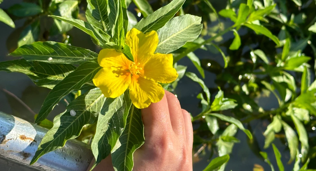 Retiran una planta invasora del embalse de Los Canchales tras un año de trabajos
