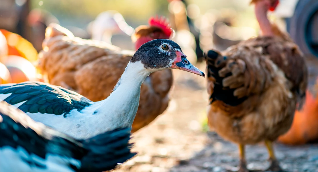 Se amplía el confinamiento de aves de cría a todas las granjas de España