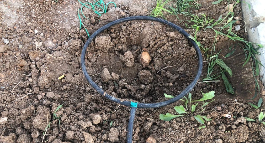 Vecinos de Badajoz denuncian que solo quedan 12 de los 31 árboles plantados en julio