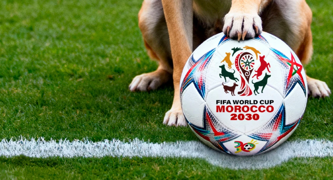 'Tarjeta roja a la masacre': PACMA pide a la FIFA actuar contra la matanza de perros en Marruecos