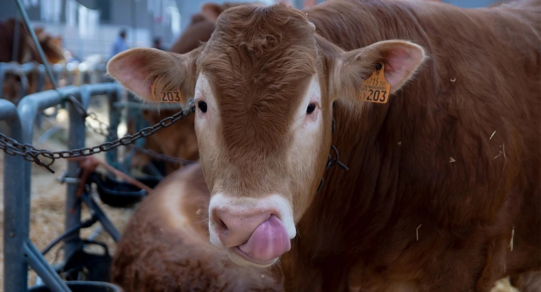 Apag Extremadura exige un plan nacional para abordar el problema de la Lengua Azul
