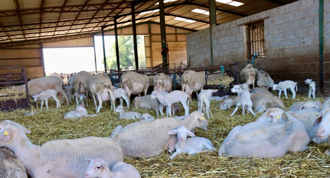 Denuncian la falta de ayudas por la lengua azul: "10 millones en Andalucía y 0 euros en Extremadura"