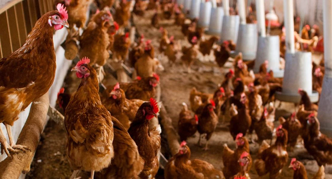Expansión de la gripe aviar: ¿van a faltar huevos o carne?