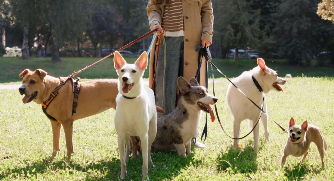 Estos son los nombres de perro preferidos por los extremeños en 2025