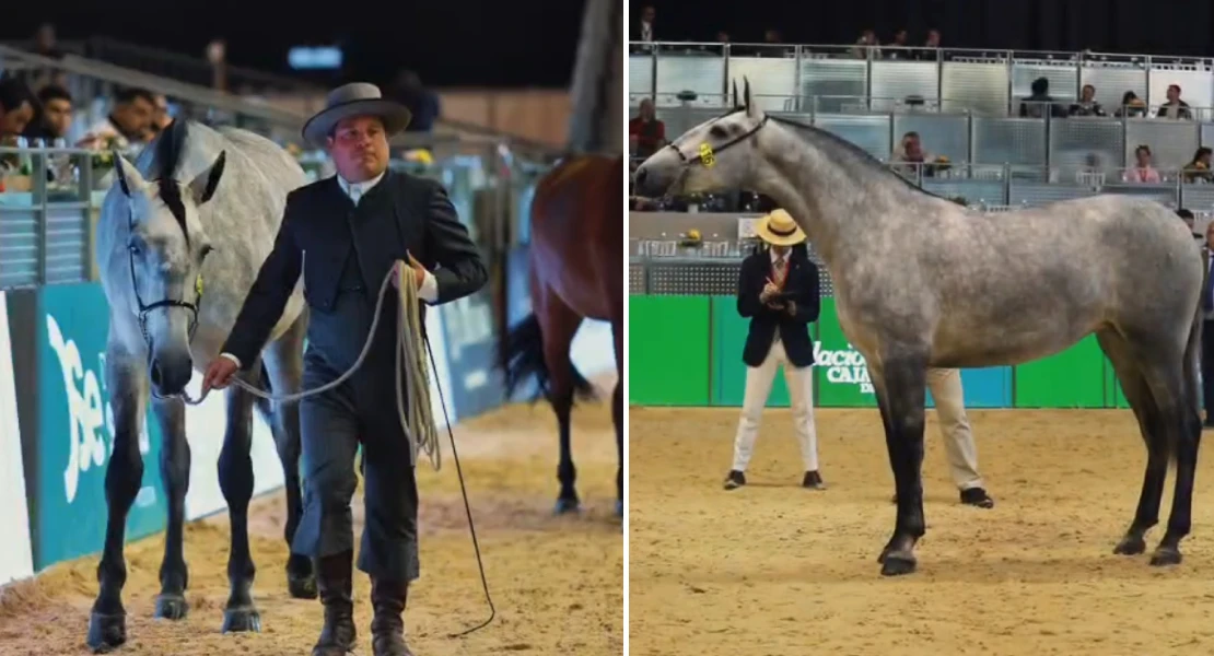 La empresa extremeña Arapre Horses arrasa en el Mundial de Pura Raza Española