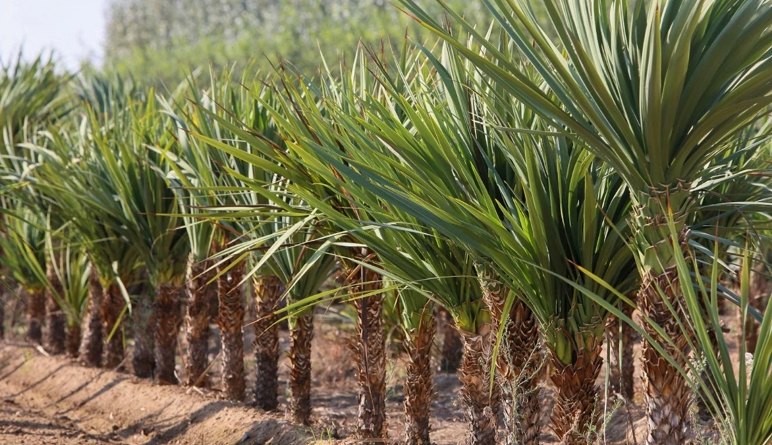 Mejoras en las zonas verdes de los municipios menores de 20.000 habitantes de la provincia pacense
