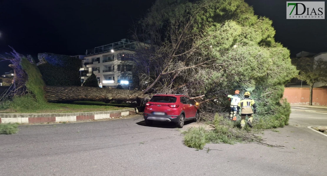 Cae un árbol de grandes dimensiones encima de un coche en Plasencia