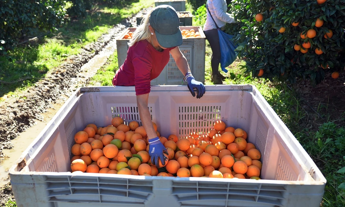 Mercadona comercializará este año 131.000 toneladas de naranja nacional