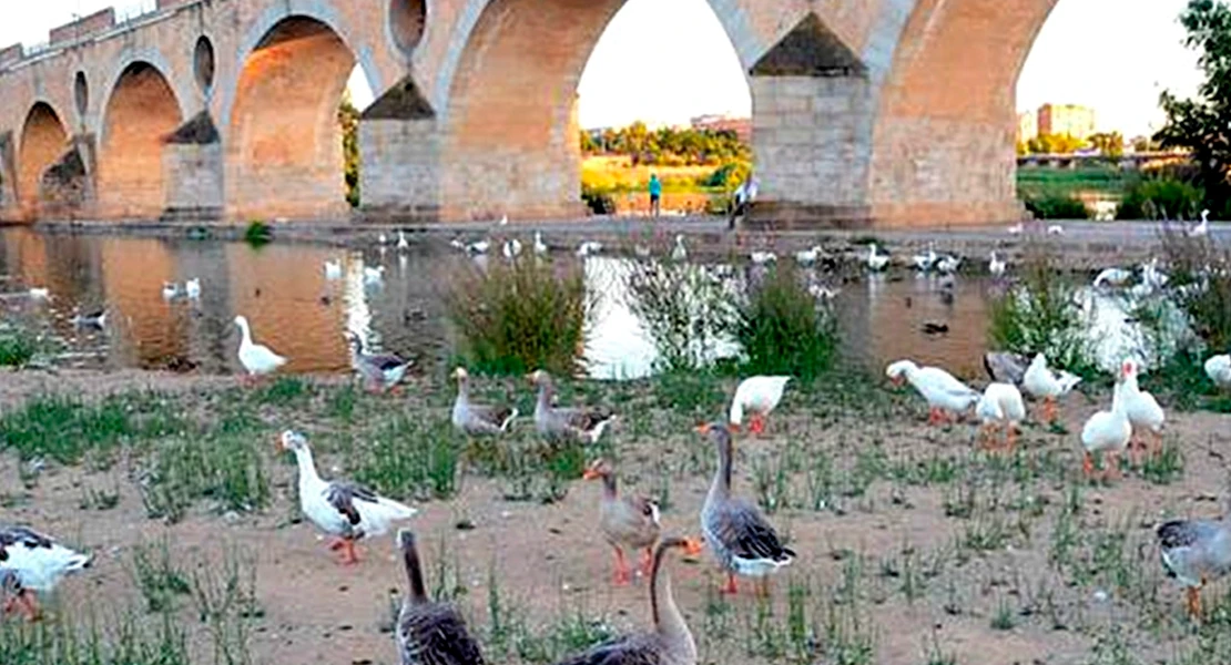 ¿Gripe aviar en Badajoz? Gragera pide calma, pero también distancia