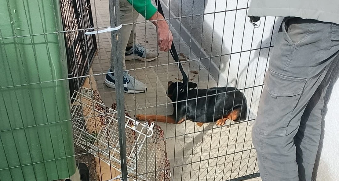 Rescatan a una perrita tras meses de seguimiento en un pueblo extremeño