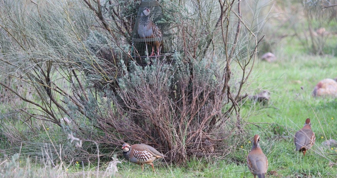 Impulsan la declaración de la perdiz con reclamo como Bien de Interés Cultural en Extremadura