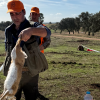Francisco Delgado es el nuevo campeón de Extremadura de Caza Menor con Perro 2025