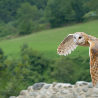 Alarma en el cielo nocturno: ¿dónde han ido las lechuzas?