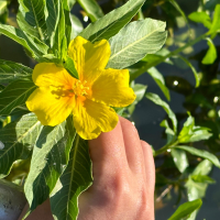 Retiran una planta invasora del embalse de Los Canchales tras un año de trabajos