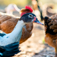 Se amplía el confinamiento de aves de cría a todas las granjas de España