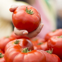 Amenaza para el tomate extremeño: El PP se queda solo en la UE