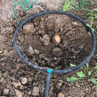 Vecinos de Badajoz denuncian que solo quedan 12 de los 31 árboles plantados en julio