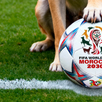 'Tarjeta roja a la masacre': PACMA pide a la FIFA actuar contra la matanza de perros en Marruecos