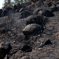 Polémica por la gestión del incendio de Jarilla: ecologistas recurren las obras en la zona afectada