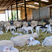 Denuncian la falta de ayudas por la lengua azul: "10 M€ en Andalucía y 0 € en Extremadura"