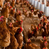 Expansión de la gripe aviar: ¿van a faltar huevos o carne?