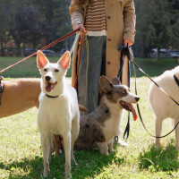 Estos son los nombres de perro preferidos por los extremeños en 2025