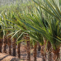 Los pueblos de Badajoz comenzarán a verse más "bonitos" gracias a la Diputación de Badajoz