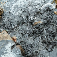 La Junta asegura que el arrastre de cenizas del incendio de Jarilla no ha matado peces