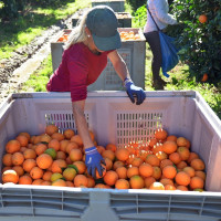 Mercadona comercializará este año 131.000 toneladas de naranja nacional