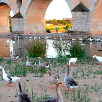 ¿Gripe aviar en Badajoz? Gragera pide calma, pero también distancia