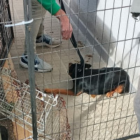 Rescatan a una perrita tras meses de seguimiento en un pueblo extremeño