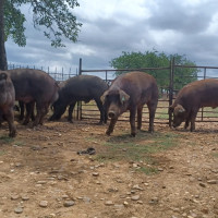 Ponen fecha para la subasta de ganado porcino en Extremadura