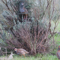 Impulsan la declaración de la perdiz con reclamo como Bien de Interés Cultural en Extremadura