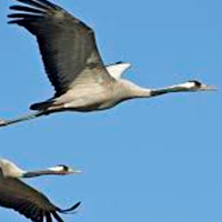 "Grullas bajo amenaza": Ecologistas exigen la reapertura del centro de la Dehesa de Moheda Alta