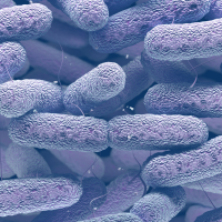 Aumentan los casos de legionelosis en España: cómo evitar esta bacteria