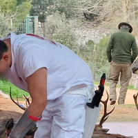 Cambios clave en la normativa de caza: refuerzan el control sanitario de las piezas