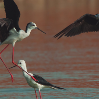 FONDENEX: "Eliminar plantas invasoras es positivo, pero ¿y el impacto ambiental?"