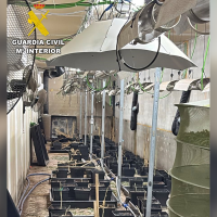 Desmantelan una plantación de marihuana en una nave industrial de Almendralejo
