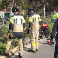 Cae otro árbol de gran tamaño frente al Carrefour de Valdepasillas