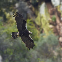 Un nuevo informe ratifica el deterioro global de las aves